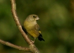 Greenfinch <i>Carduelis chloris</i>