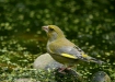 Greenfinch <i>Carduelis chloris</i>