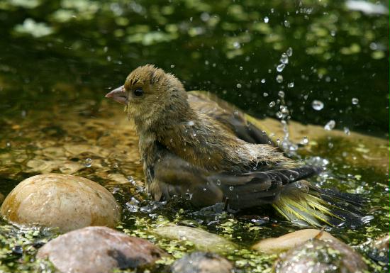 Greenfinch <i>Carduelis chloris</i>