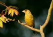 Greenfinch <i>Carduelis chloris</i>