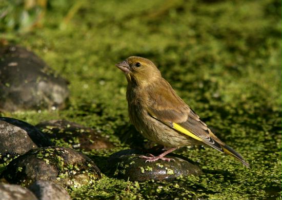 Greenfinch <i>Carduelis chloris</i>