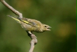 Greenfinch <i>Carduelis chloris</i>