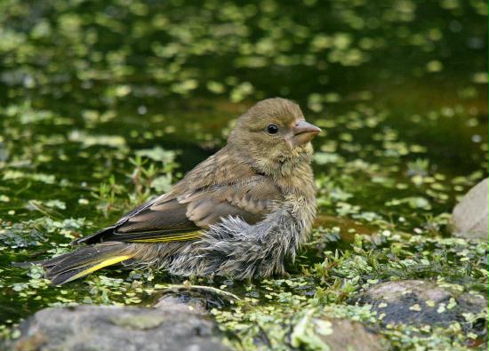 Greenfinch <i>Carduelis chloris</i>