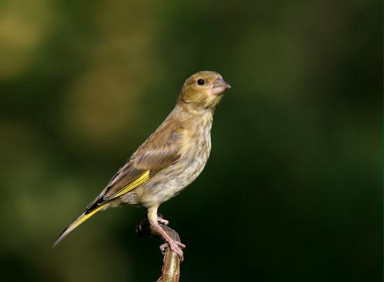 Greenfinch <i>Carduelis chloris</i>