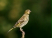 Greenfinch <i>Carduelis chloris</i>