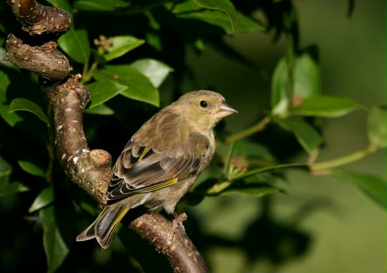 Greenfinch <i>Carduelis chloris</i>