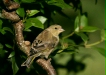 Greenfinch <i>Carduelis chloris</i>