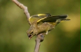 Greenfinch <i>Carduelis chloris</i>