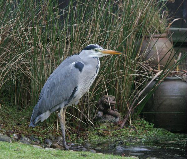 Grey Heron