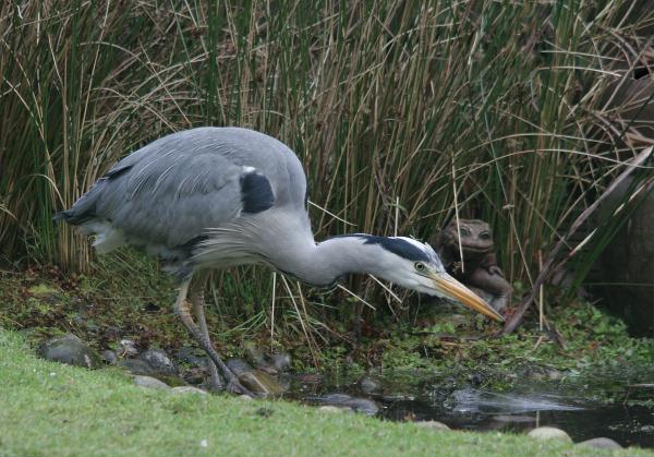 Grey Heron