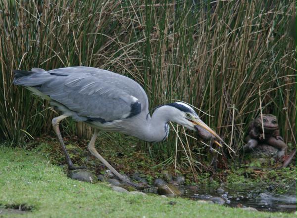 Grey Heron