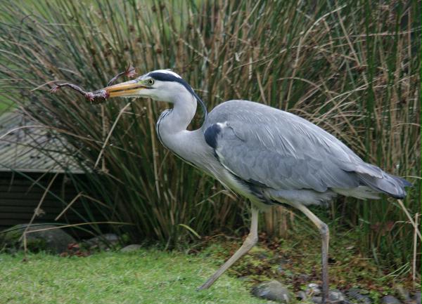 Grey Heron