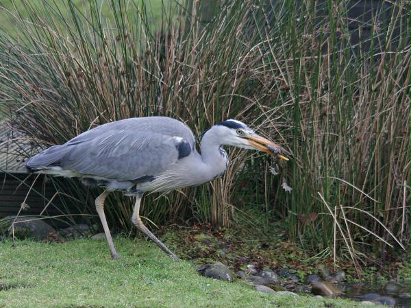Grey Heron
