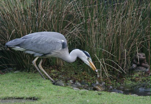 Grey Heron