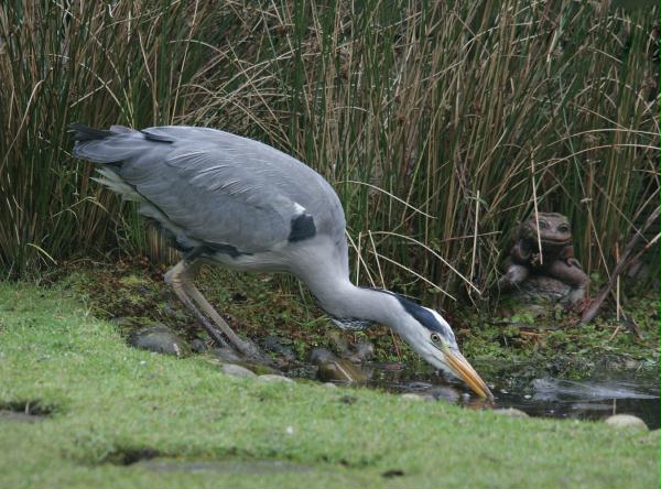 Grey Heron