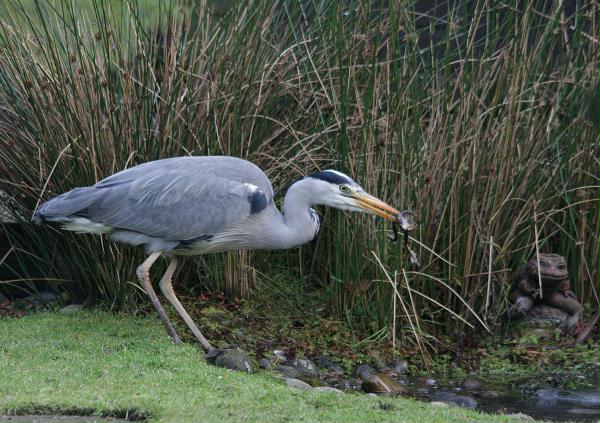 Grey Heron