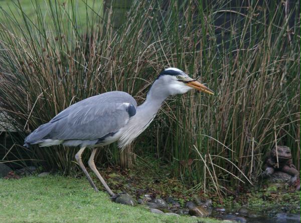 Grey Heron