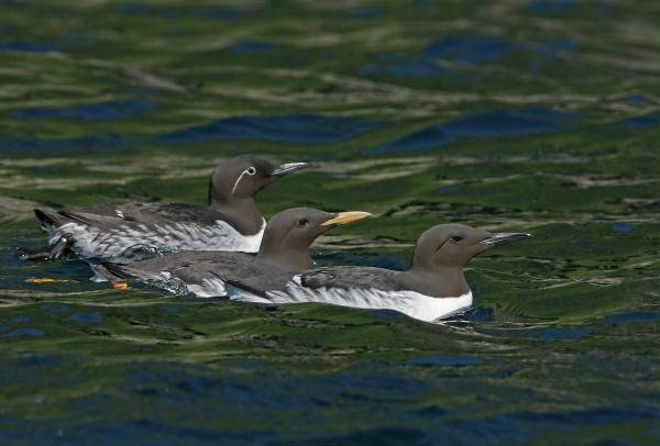 Guillemot <i>Uria aalge</i>