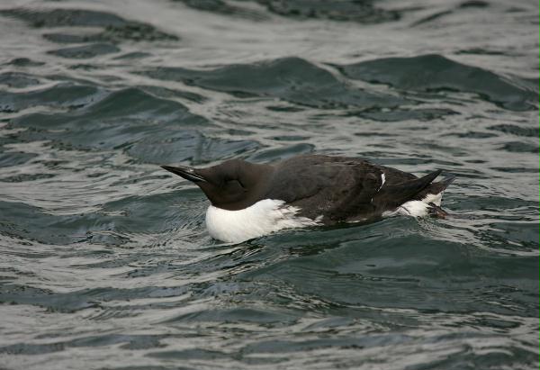 Guillemot <i>Uria aalge</i>