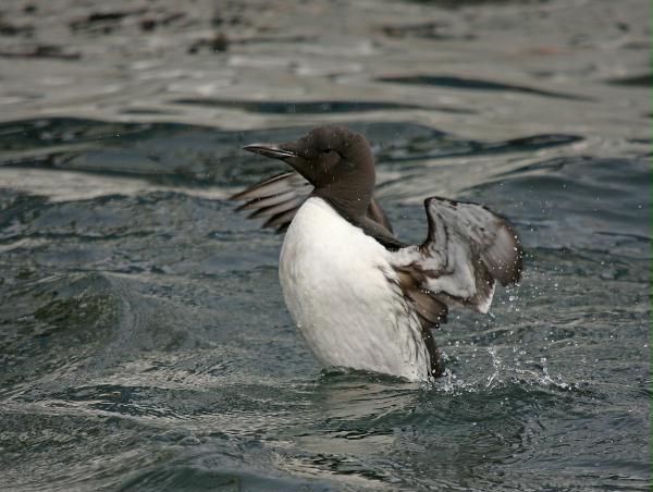 Guillemot <i>Uria aalge</i>