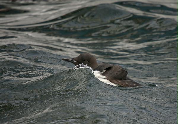 Guillemot <i>Uria aalge</i>