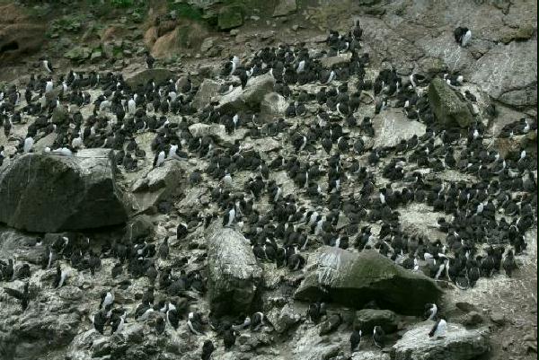 Guillemot <i>Uria aalge</i>