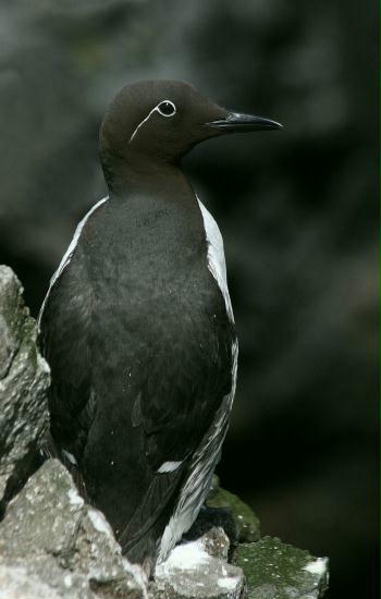 Guillemot <i>Uria aalge</i>