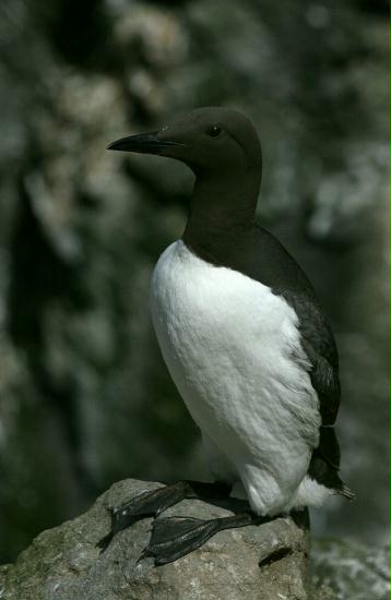 Guillemot <i>Uria aalge</i>