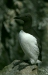 Guillemot <i>Uria aalge</i>