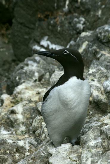 Guillemot <i>Uria aalge</i>