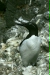Guillemot <i>Uria aalge</i>