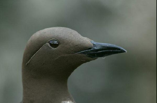 Guillemot <i>Uria aalge</i>