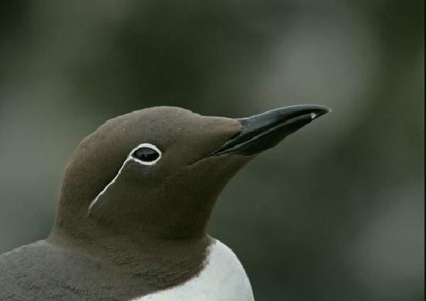 Guillemot <i>Uria aalge</i>