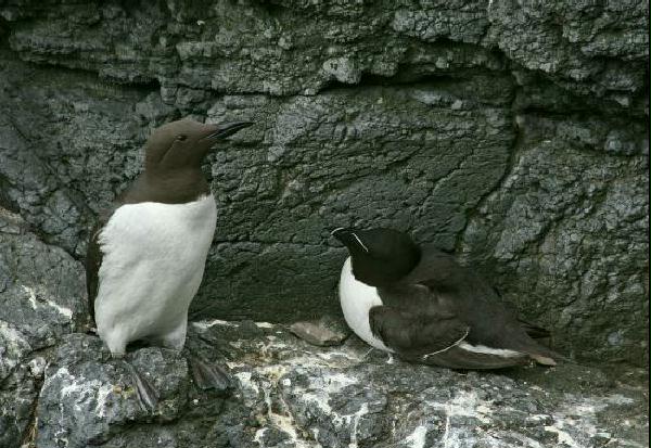 Guillemot <i>Uria aalge</i>