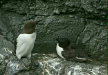 Guillemot <i>Uria aalge</i>
