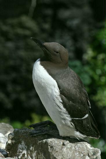 Guillemot <i>Uria aalge</i>