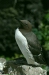 Guillemot <i>Uria aalge</i>