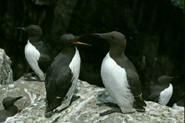 Guillemot <i>Uria aalge</i>