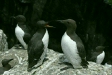 Guillemot <i>Uria aalge</i>