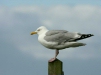Herring Gull