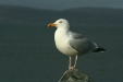 Herring Gull