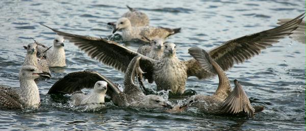 Herring Gull <i>Larus argentatus</i>