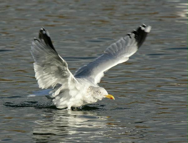 Herring Gull <i>Larus argentatus</i>