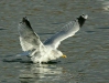 Herring Gull