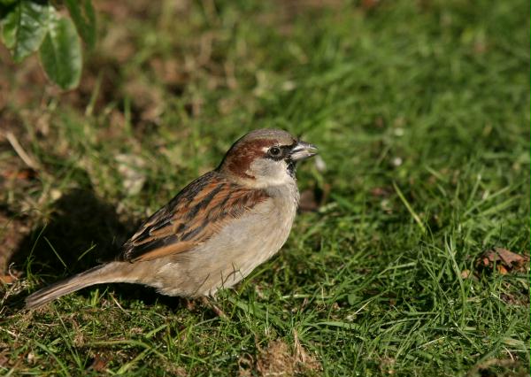 House Sparrow <i>Passer domesticus</i>