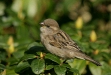 House Sparrow