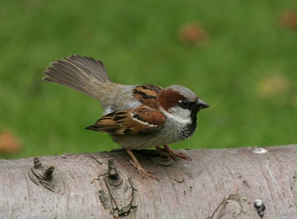 House Sparrow <i>Passer domesticus</i>