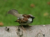 House Sparrow