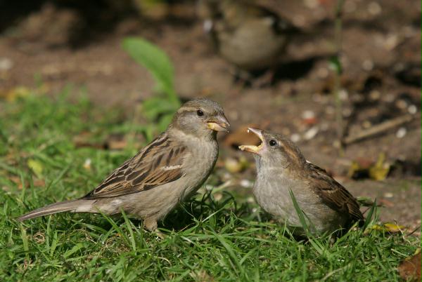 House Sparrow <i>Passer domesticus</i>