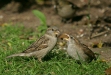House Sparrow